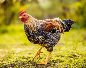 WELBAR PULLET