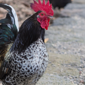 DARK BRAHMA MALE