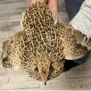 Manchurian Golden Quail