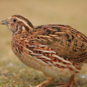 Pharaoh Quail