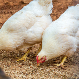 AMBERLINK PULLET