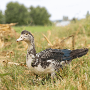Black Muscovy Ducks-Female 28.50