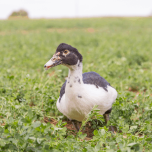 Black Male Muscovy Ducklings-