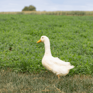 Female Pekin Ducklings