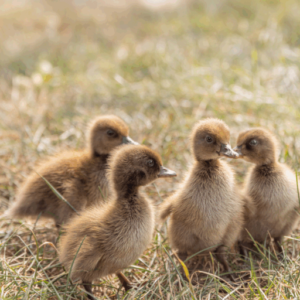 Male Khaki Campbell Ducklings