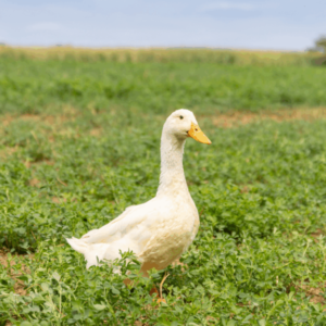 Male Pekin Ducklings