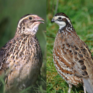 Jumbo Coturnix