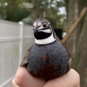 King Quail (Button Quail)