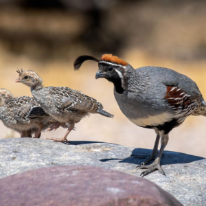 Gambel’s Quail