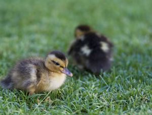 SILVER APPLEYARD DUCK