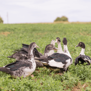 Straight Run Black Muscovy Ducklings