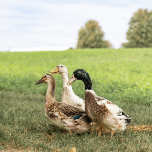 Straight Run Silver Appleyard Ducklings